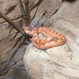 Corn Snake (Pantherophis guttatus) 12-8-2018