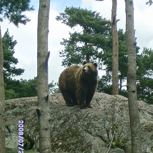 Brown bear (2008)