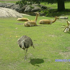 Rheas and vicuna
