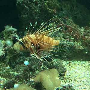 Spotfin Lionfish (Pterois antennata) 12-8-2018