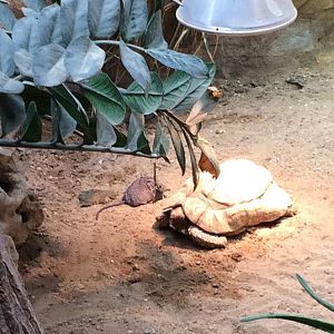 Round-Eared Elephant Shrew and Leopard Tortoise 12-8-2018