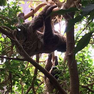 Linneaus Two-Toed Sloth (Choloepus didactylus) 12-8-2018