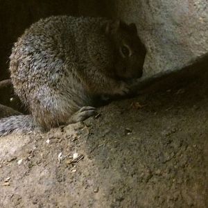 Rock Squirrel (Otospermophilus variegatus)