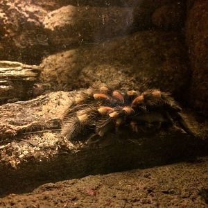 Mexican Redknee Tarantula (Brachypelma smithi)