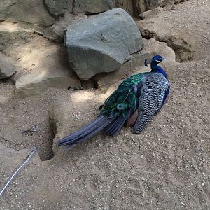 Blue Peafowl (Pavo cristatus) 12-8-2018