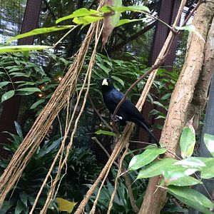 Red-Rumped Cacique (Cacicus haemorrhous) 2018