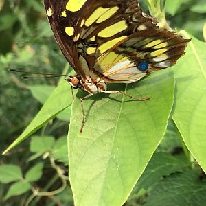 Malachite Butterfly (Siproeta stelenes)