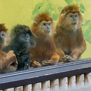 Javan langur : Howletts : 06 Oct 2018