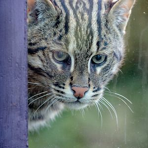 Fishing cat : Howletts : 07 Oct 2018