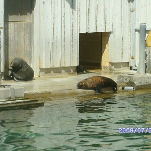 Seals & penguins mixed enclosure (2008)