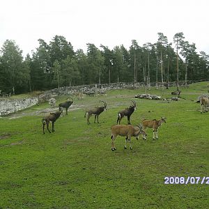 Mixed enclosure (2008)