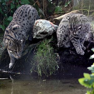 Fishing cat : Howletts : 07 Oct 2018