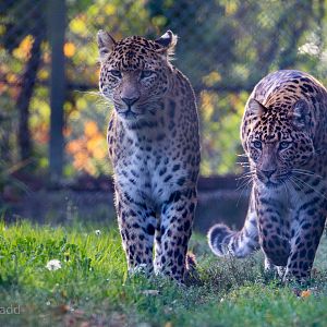 North Chinese leopard : Howletts : 07 Oct 2018