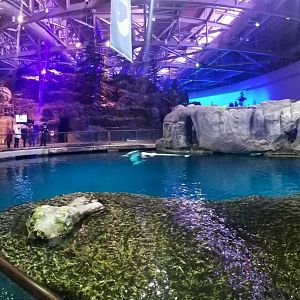 Nov. 2018 - Oceanarium - Beluga Tank Panorama