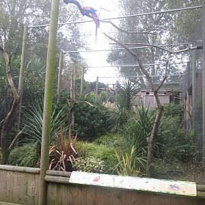 Birds of Brazil aviary 081018