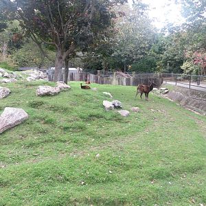 Visayan Spotted Deer 081018
