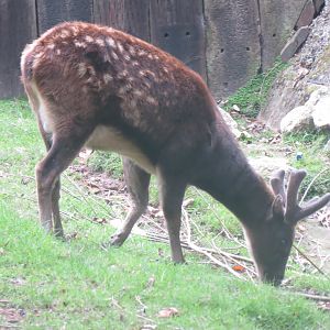 Visayan Spotted Deer 081018