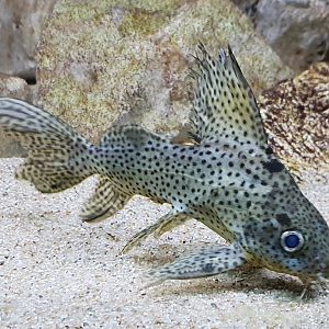 Synodontis species