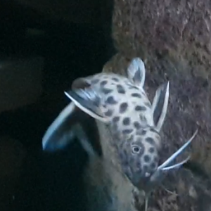 Synodontis multipunctatus