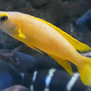 Neolamprologus leleupi