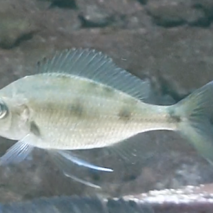 Ophthalmotilapia ventralis