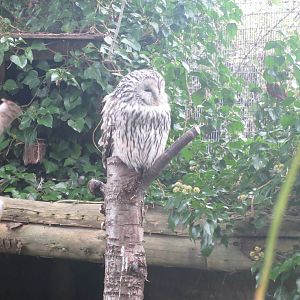 Ural owl 081018