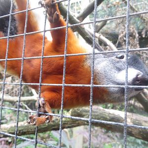 Prevost squirrel 081018