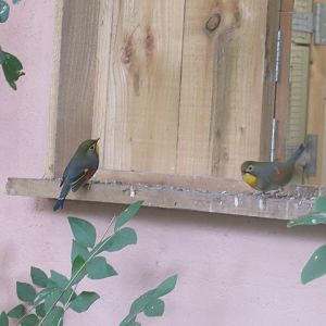 Gems of the Jungle - Pekin robins 081018