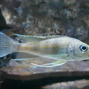 Cichlid ID