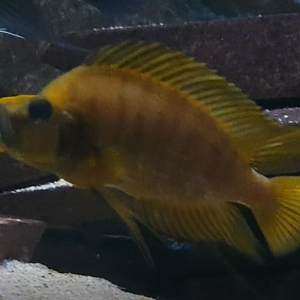 Altolamprologus species