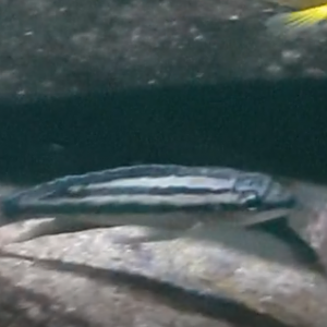 Julidochromis dickfeldi