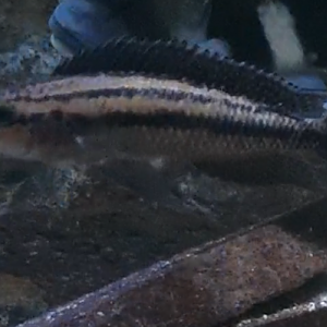 Julidochromis regani
