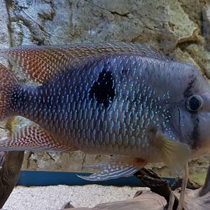 Geophagus brasiliensis