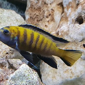 Pseudotropheus elongatus