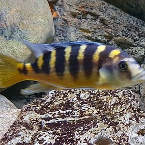 Pseudotropheus crabro