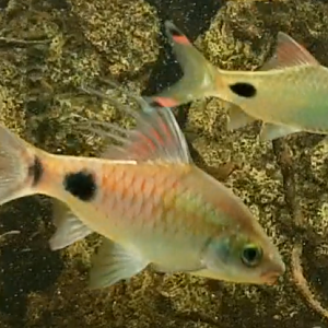 Dawkinsia filamentosa