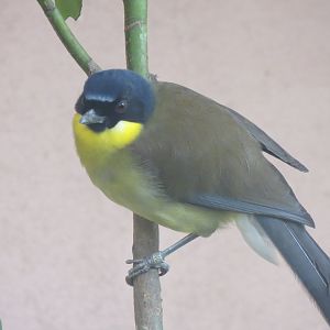 Gems of the Jungle - Blue-crowned laughingthrush 081018