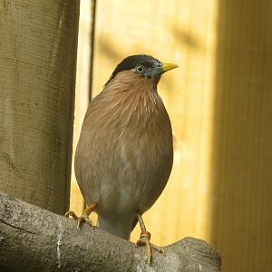 Gems of the Jungle - Brahminy starling 081018