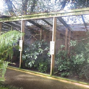 Gems of the Jungle - side aviaries 081018