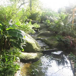 Gems of the Jungle 081018