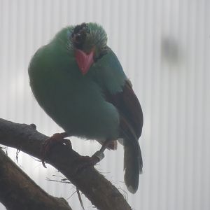 Gems of the Jungle - Javan green magpie 081018