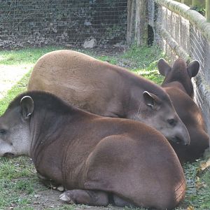 South American tapirs 081018