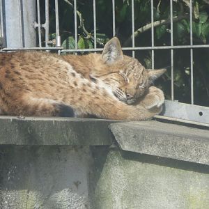 Carpathian lynx 081018