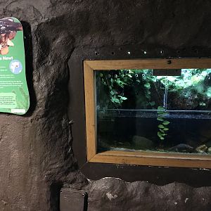 Himalayan crocodile newt exhibit 081018