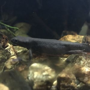 Japanese fire-bellied newt 081018
