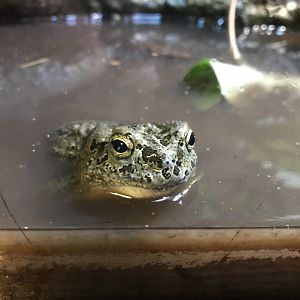 Green toad 081018