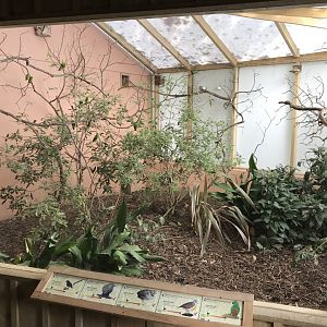 Gems of the Jungle - aviary within entrance section 081018