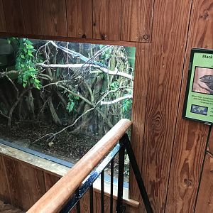 Tropical House - Black tree monitor exhibit 081018