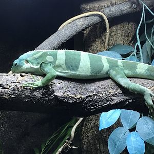 Tropical House - Fijian iguana 081018