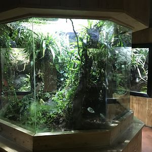Tropical House - walk around frog exhibit 081018